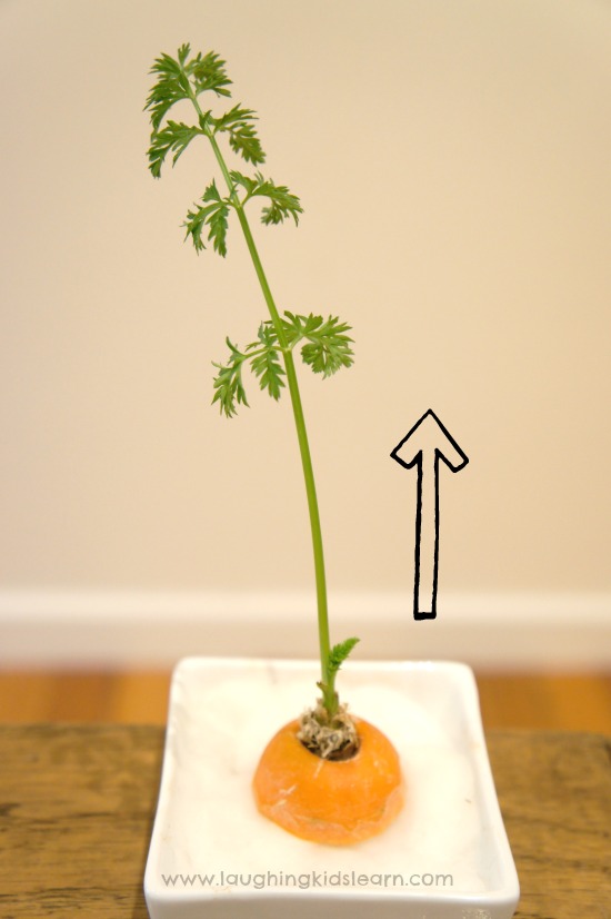 Carrot top growing for science