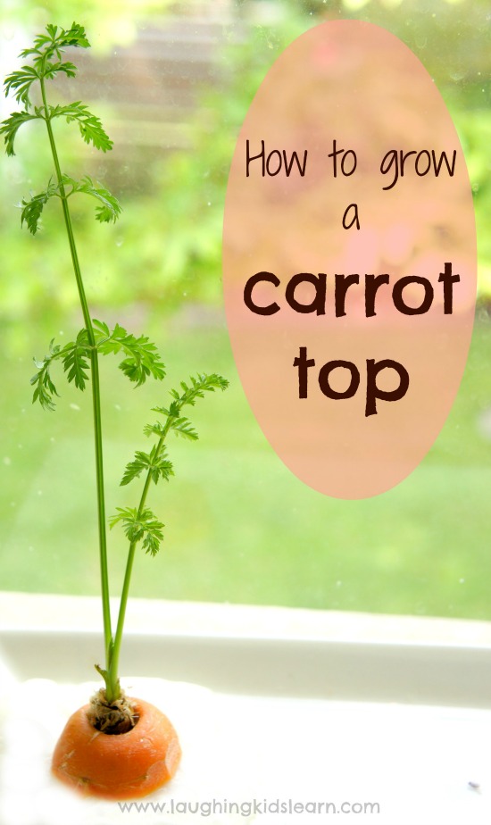 How to grow a carrot top at home with kids. Great for science. Grow your own food scraps to make free food. #growcarrots #howtogrowcarrots #carrots #carrotsindoors #diyfood #composting #growyourfoodscraps #foodscraps #growacarrottop #carrottops 