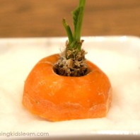 Growing a Carrot Top for kids