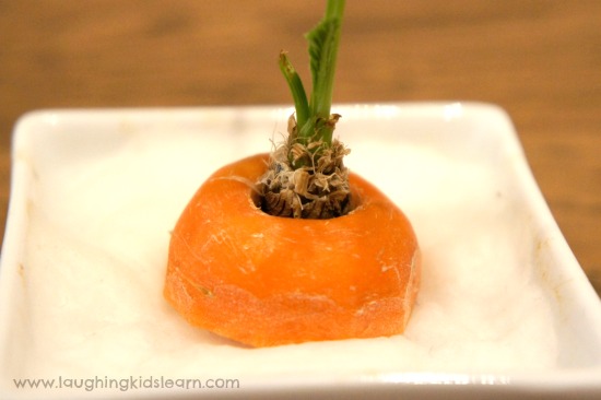 Growing a Carrot Top for kids