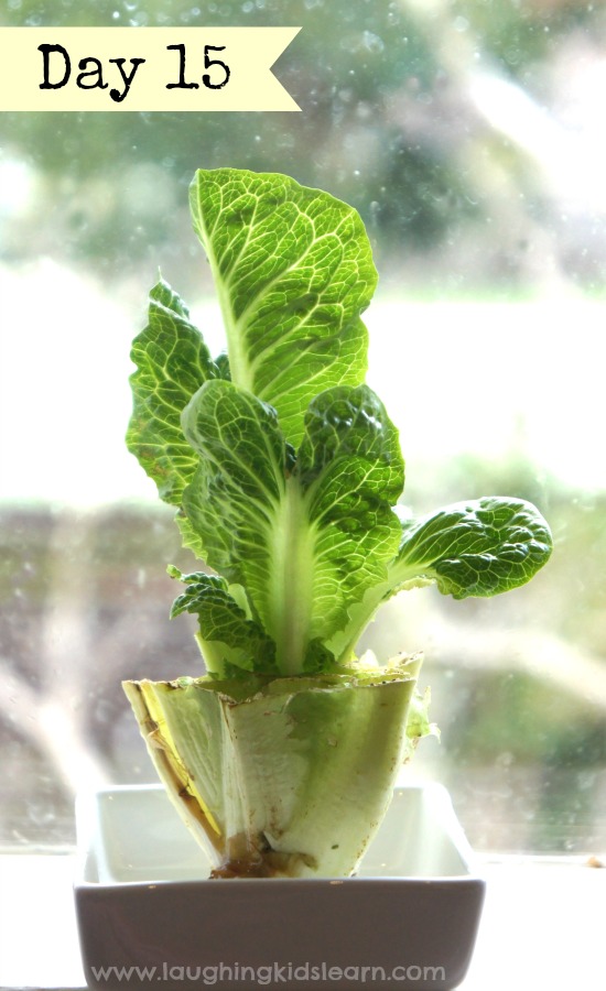 Fun growing lettuce indoors with kids