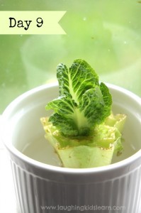 Growing lettuce indoors from a stalk