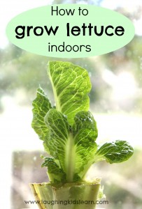 How to grow lettuce indoors with kids