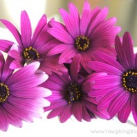 Daisy chain flowers