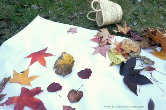Leaf collage for autumn or fall