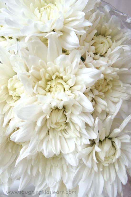 Chrysthanthemums in white
