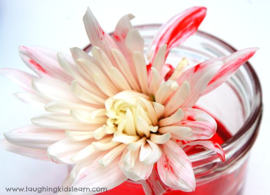 Red flower science activity for kids to observe absorption 
