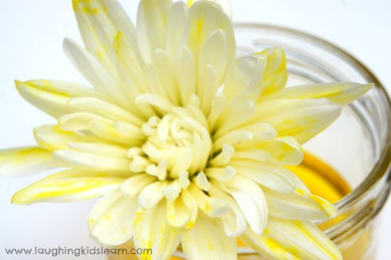 Yellow flower science activity