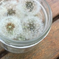 jar of fairy dandelion wishes