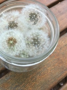 jar of fairy dandelion wishes
