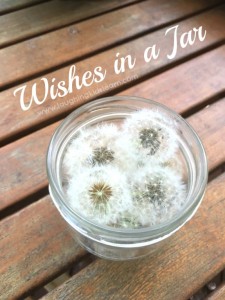 Dandelion wishes in a jar