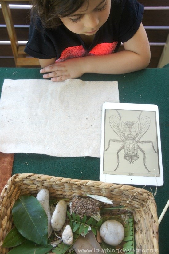 learning about insects and activity