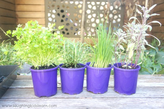 kitchen herbs for fairy garden