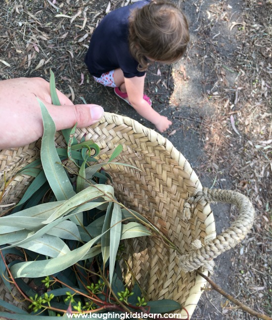 collecting nature gum leaves for wombat stew