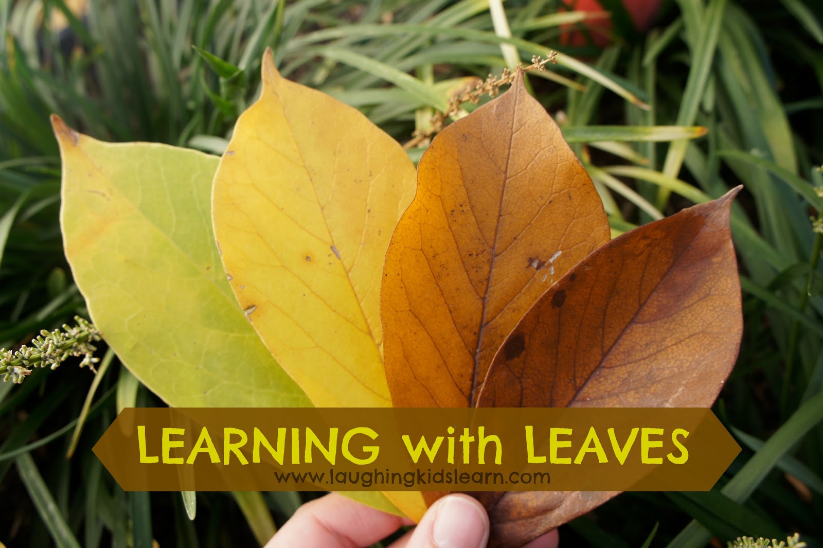 Learning with Leaves Laughing Kids Learn